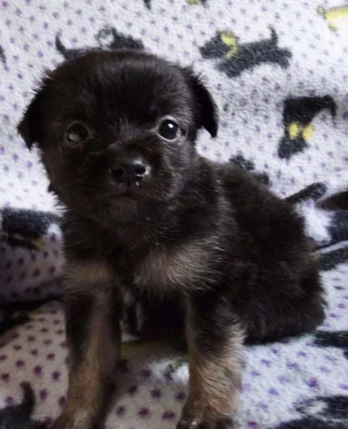 Cachorro ra a SRD idade Abaixo de 2 meses nome Zangão