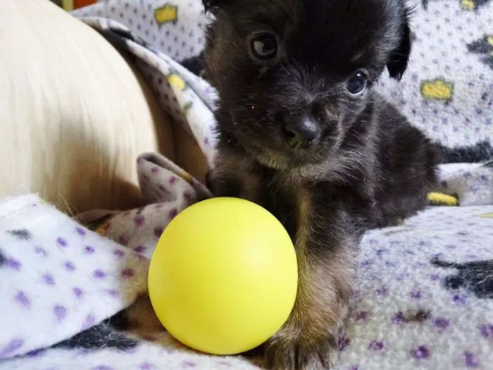 Cachorro ra a SRD idade Abaixo de 2 meses nome Zangão