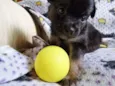 Zangão