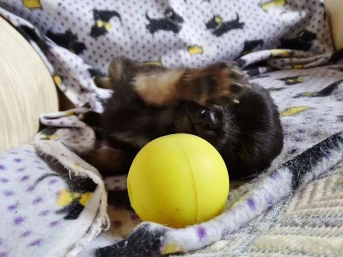 Cachorro ra a SRD idade Abaixo de 2 meses nome Zangão