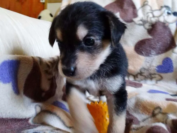 Cachorro ra a SRD idade Abaixo de 2 meses nome Dunga