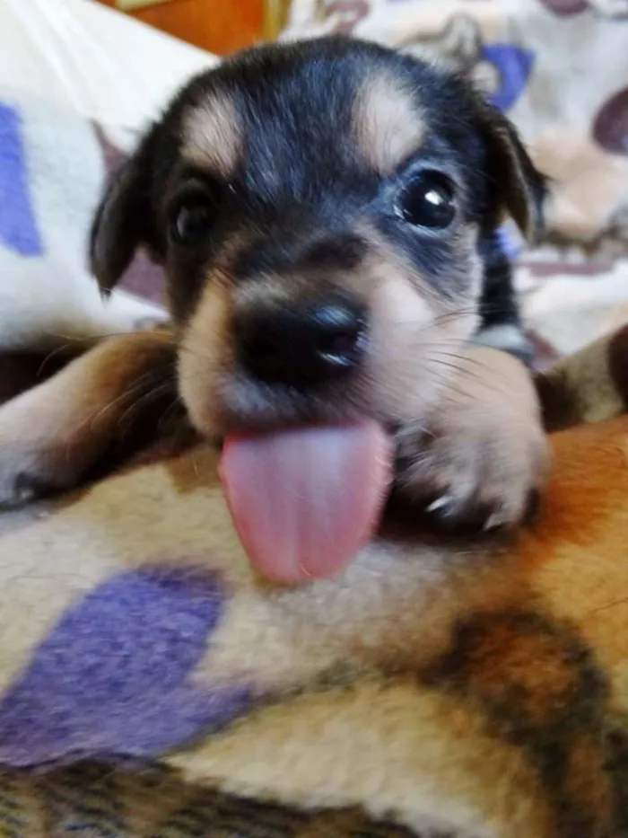 Cachorro ra a SRD idade Abaixo de 2 meses nome Dunga