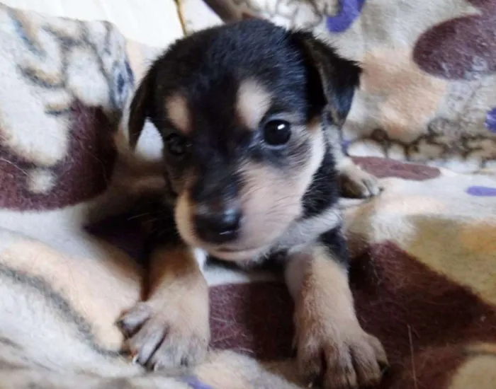 Cachorro ra a SRD idade Abaixo de 2 meses nome Dunga