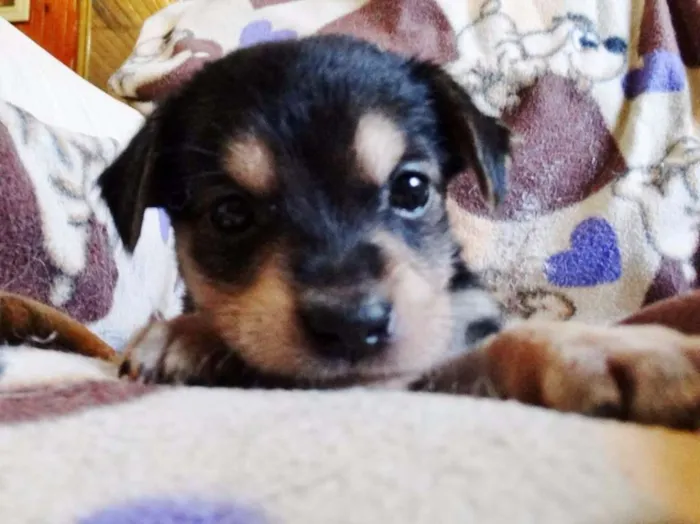 Cachorro ra a SRD idade Abaixo de 2 meses nome Dunga