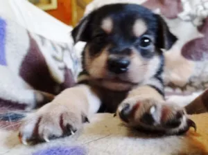 Cachorro raça SRD idade Abaixo de 2 meses nome Dunga