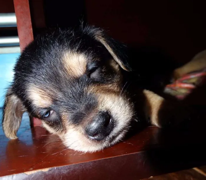 Cachorro ra a SRD idade Abaixo de 2 meses nome Dunga