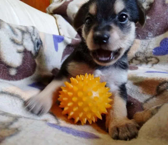 Cachorro ra a SRD idade Abaixo de 2 meses nome Dunga