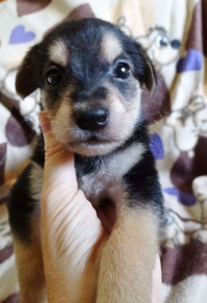 Cachorro ra a SRD idade Abaixo de 2 meses nome Dunga