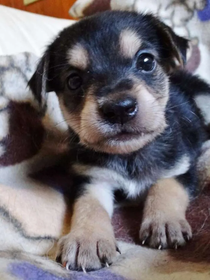 Cachorro ra a SRD idade Abaixo de 2 meses nome Dunga