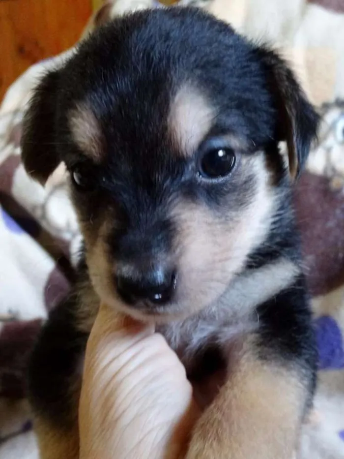 Cachorro ra a SRD idade Abaixo de 2 meses nome Dunga