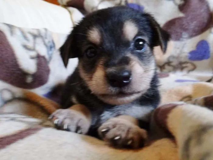 Cachorro ra a SRD idade Abaixo de 2 meses nome Dunga
