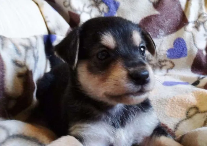 Cachorro ra a SRD idade Abaixo de 2 meses nome Dunga
