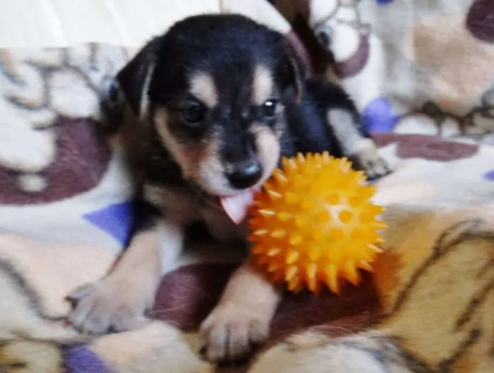 Cachorro ra a SRD idade Abaixo de 2 meses nome Dunga
