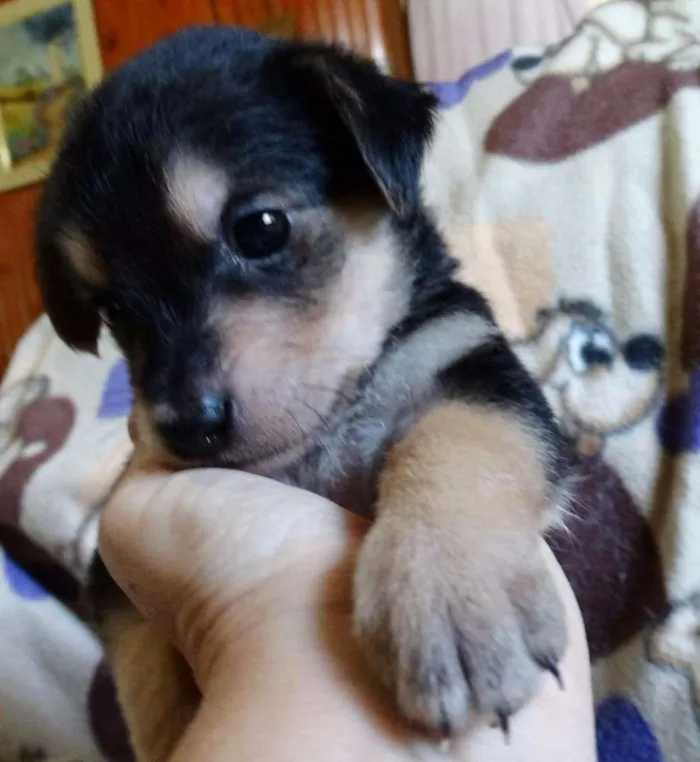 Cachorro ra a SRD idade Abaixo de 2 meses nome Dunga
