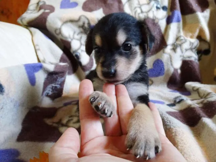 Cachorro ra a SRD idade Abaixo de 2 meses nome Dunga