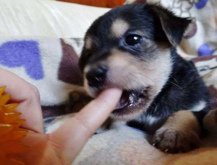 Cachorro ra a SRD idade Abaixo de 2 meses nome Dunga