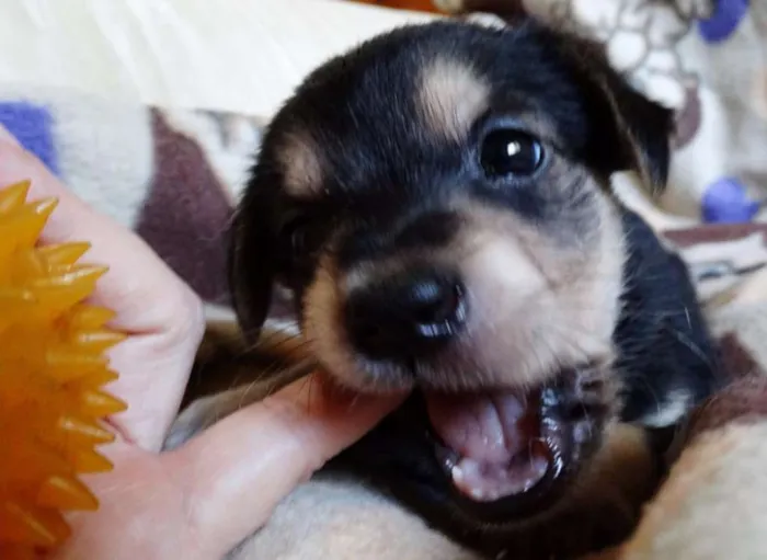 Cachorro ra a SRD idade Abaixo de 2 meses nome Dunga