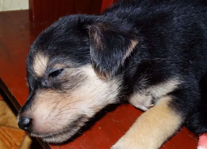 Cachorro ra a SRD idade Abaixo de 2 meses nome Dunga