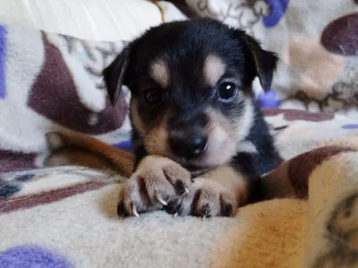 Cachorro ra a SRD idade Abaixo de 2 meses nome Dunga
