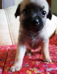 Atchim