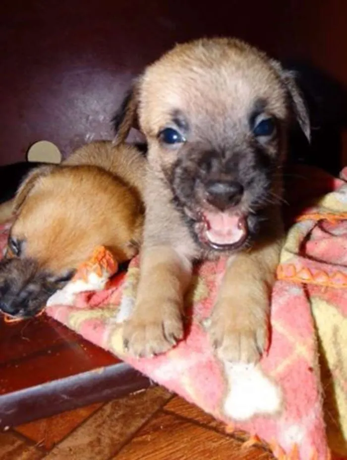 Cachorro ra a SRD idade Abaixo de 2 meses nome Atchim