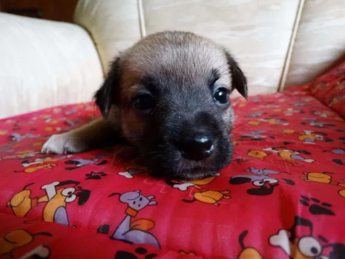 Cachorro ra a SRD idade Abaixo de 2 meses nome Atchim