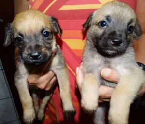 Cachorro raça SRD idade Abaixo de 2 meses nome Atchim