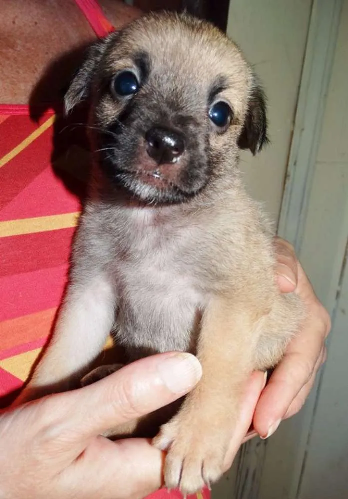 Cachorro ra a SRD idade Abaixo de 2 meses nome Atchim