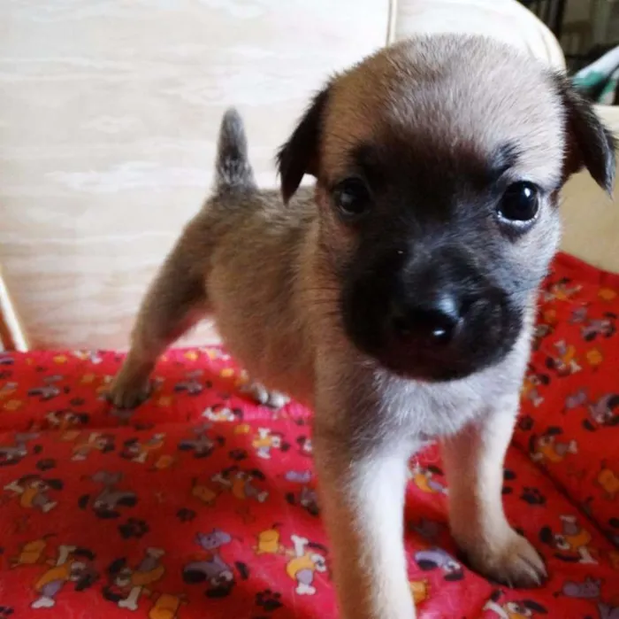 Cachorro ra a SRD idade Abaixo de 2 meses nome Atchim