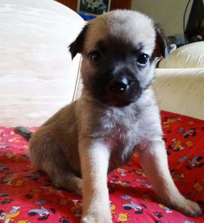 Cachorro ra a SRD idade Abaixo de 2 meses nome Atchim