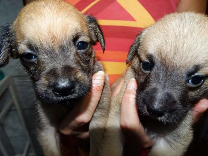 Cachorro ra a SRD idade Abaixo de 2 meses nome Atchim