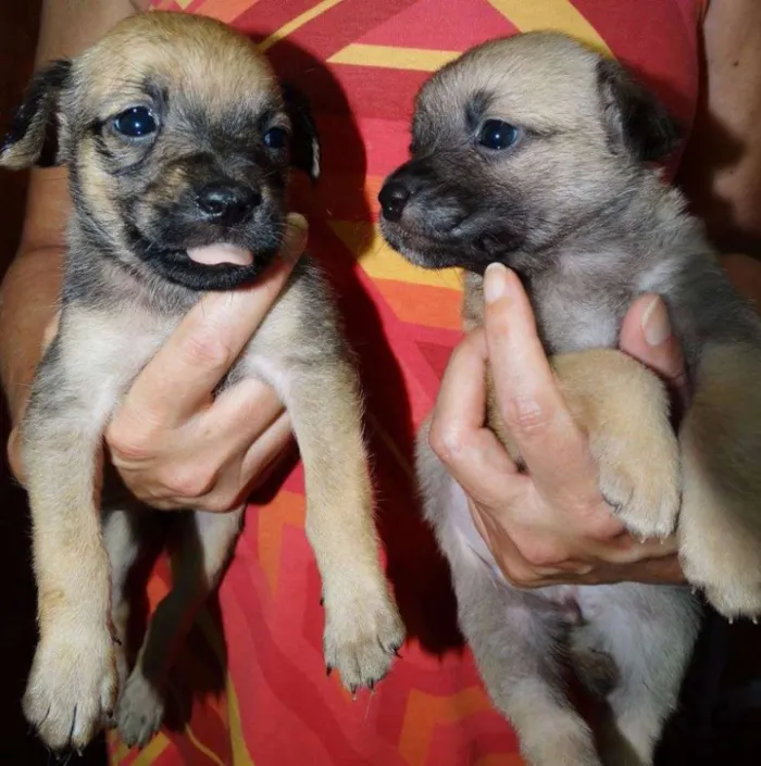 Cachorro ra a SRD idade Abaixo de 2 meses nome Atchim