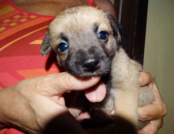 Cachorro ra a SRD idade Abaixo de 2 meses nome Atchim