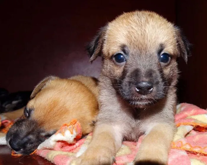 Cachorro ra a SRD idade Abaixo de 2 meses nome Atchim