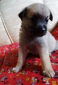 Atchim
