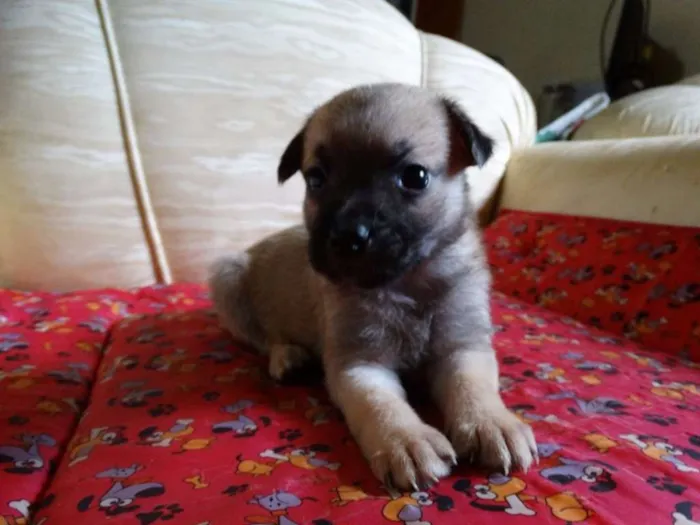 Cachorro ra a SRD idade Abaixo de 2 meses nome Atchim