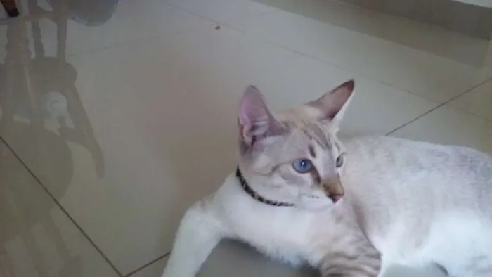 Gato ra a mestiço idade 2 a 6 meses nome Alain