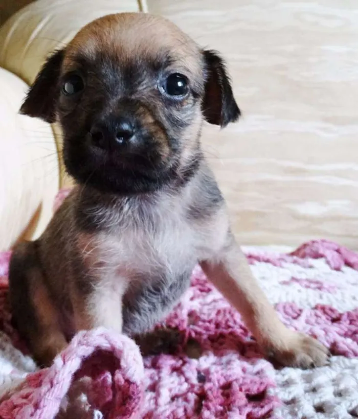 Cachorro ra a SRD idade Abaixo de 2 meses nome Dengosa