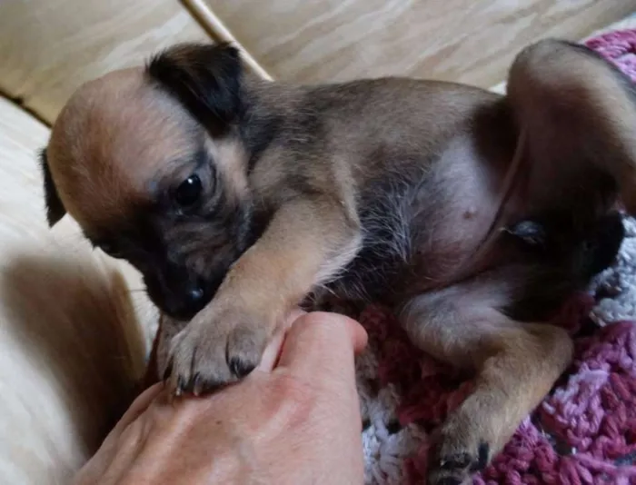Cachorro ra a SRD idade Abaixo de 2 meses nome Dengosa