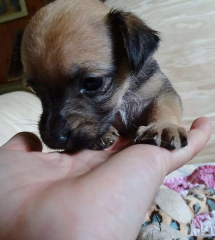 Cachorro ra a SRD idade Abaixo de 2 meses nome Dengosa