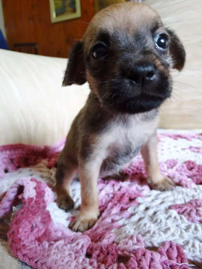 Cachorro ra a SRD idade Abaixo de 2 meses nome Dengosa