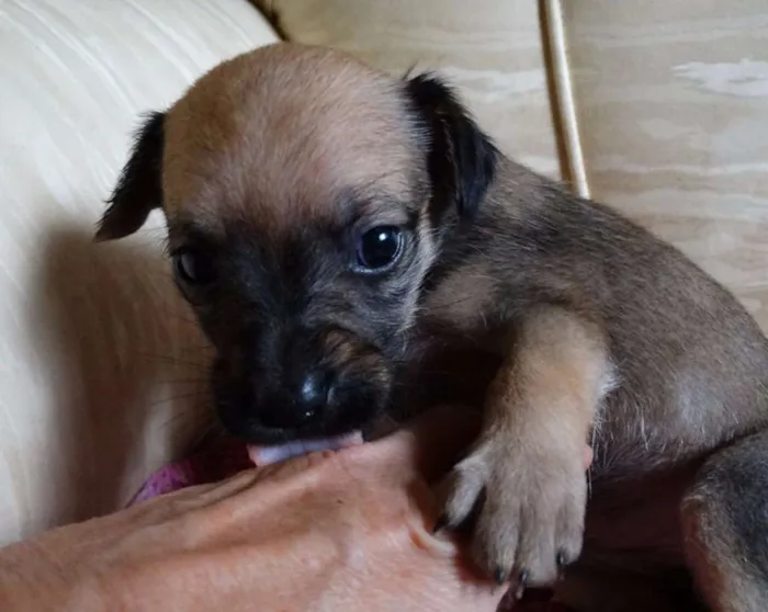 Cachorro ra a SRD idade Abaixo de 2 meses nome Dengosa