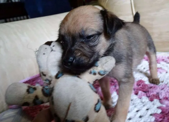 Cachorro ra a SRD idade Abaixo de 2 meses nome Dengosa
