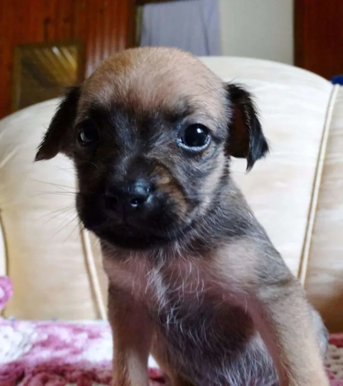Cachorro ra a SRD idade Abaixo de 2 meses nome Dengosa