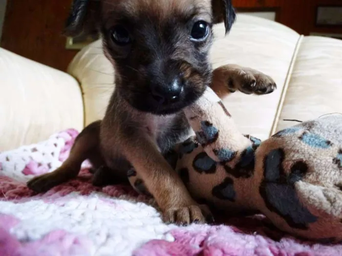 Cachorro ra a SRD idade Abaixo de 2 meses nome Dengosa