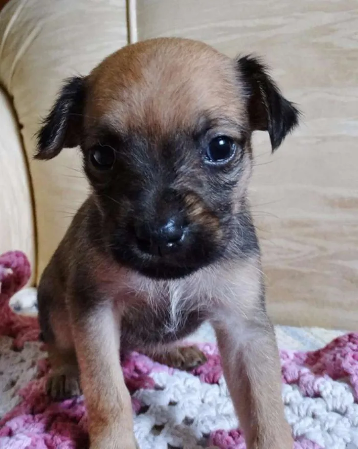 Cachorro ra a SRD idade Abaixo de 2 meses nome Dengosa