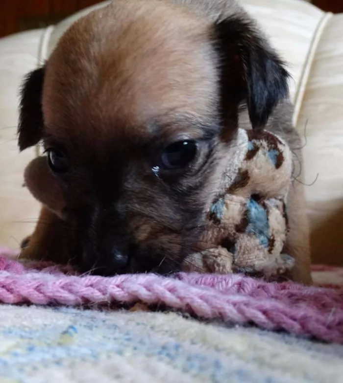 Cachorro ra a SRD idade Abaixo de 2 meses nome Dengosa