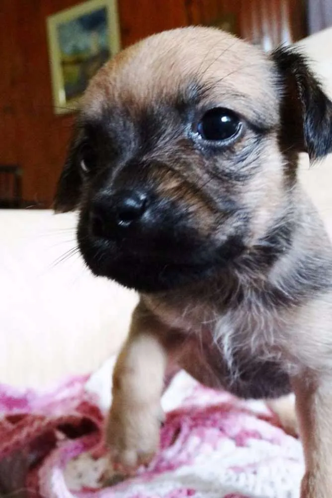 Cachorro ra a SRD idade Abaixo de 2 meses nome Dengosa