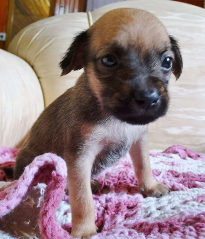 Cachorro ra a SRD idade Abaixo de 2 meses nome Dengosa