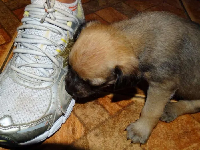Cachorro ra a SRD idade Abaixo de 2 meses nome Dengosa